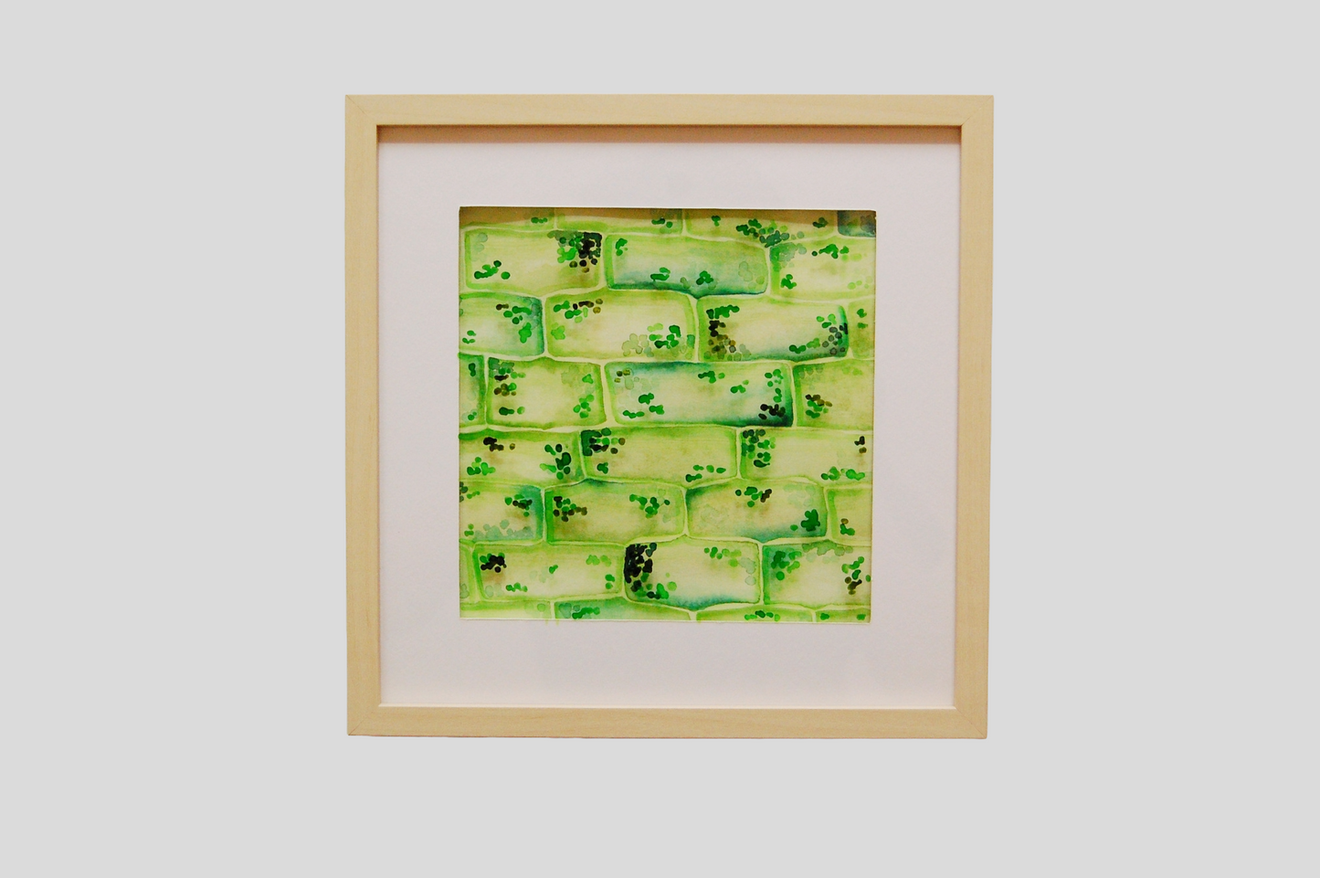 Elodea