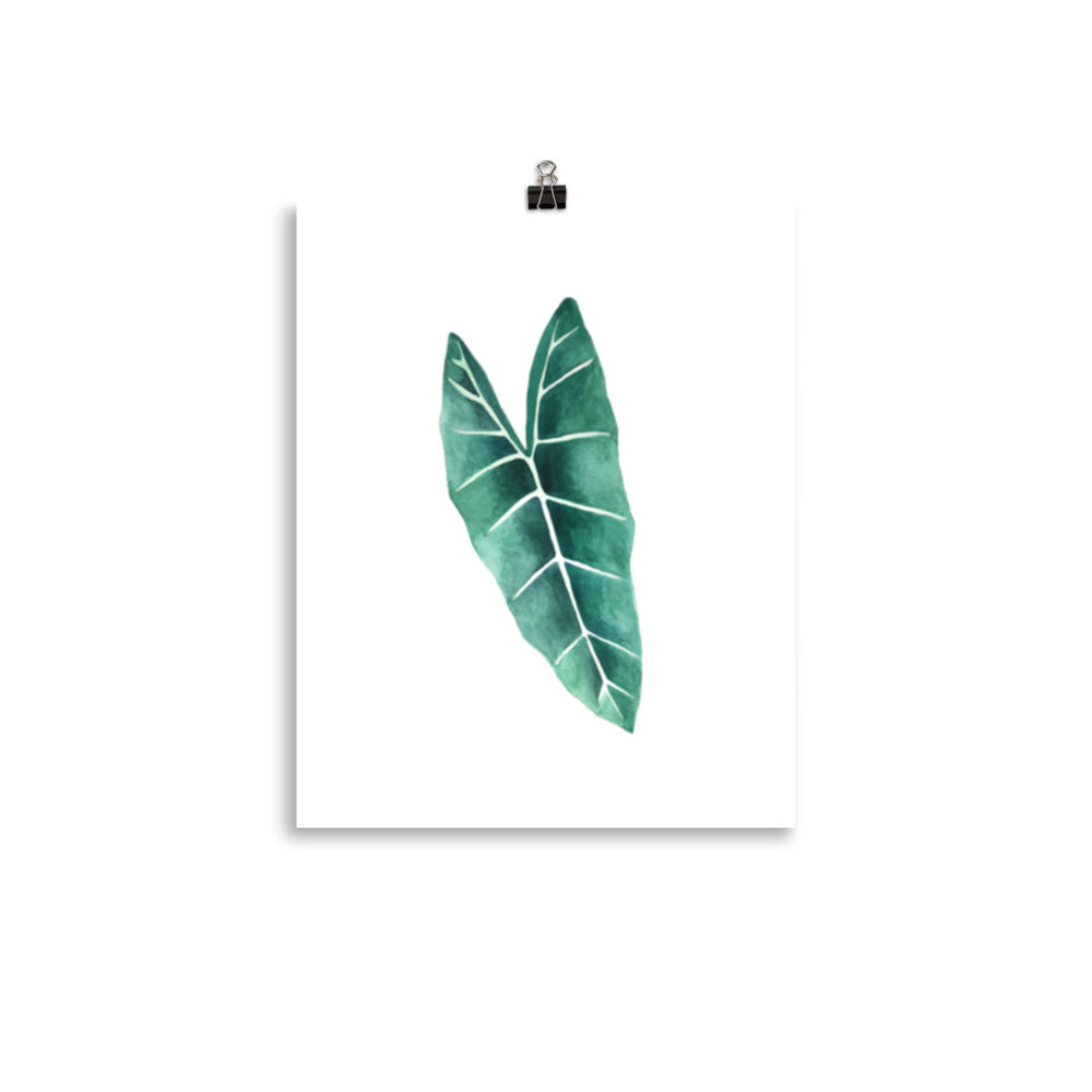 Alocasia Poster