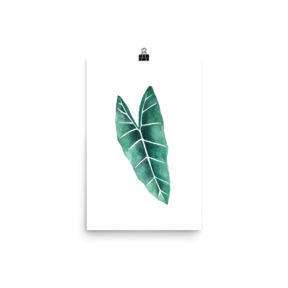 Alocasia Poster