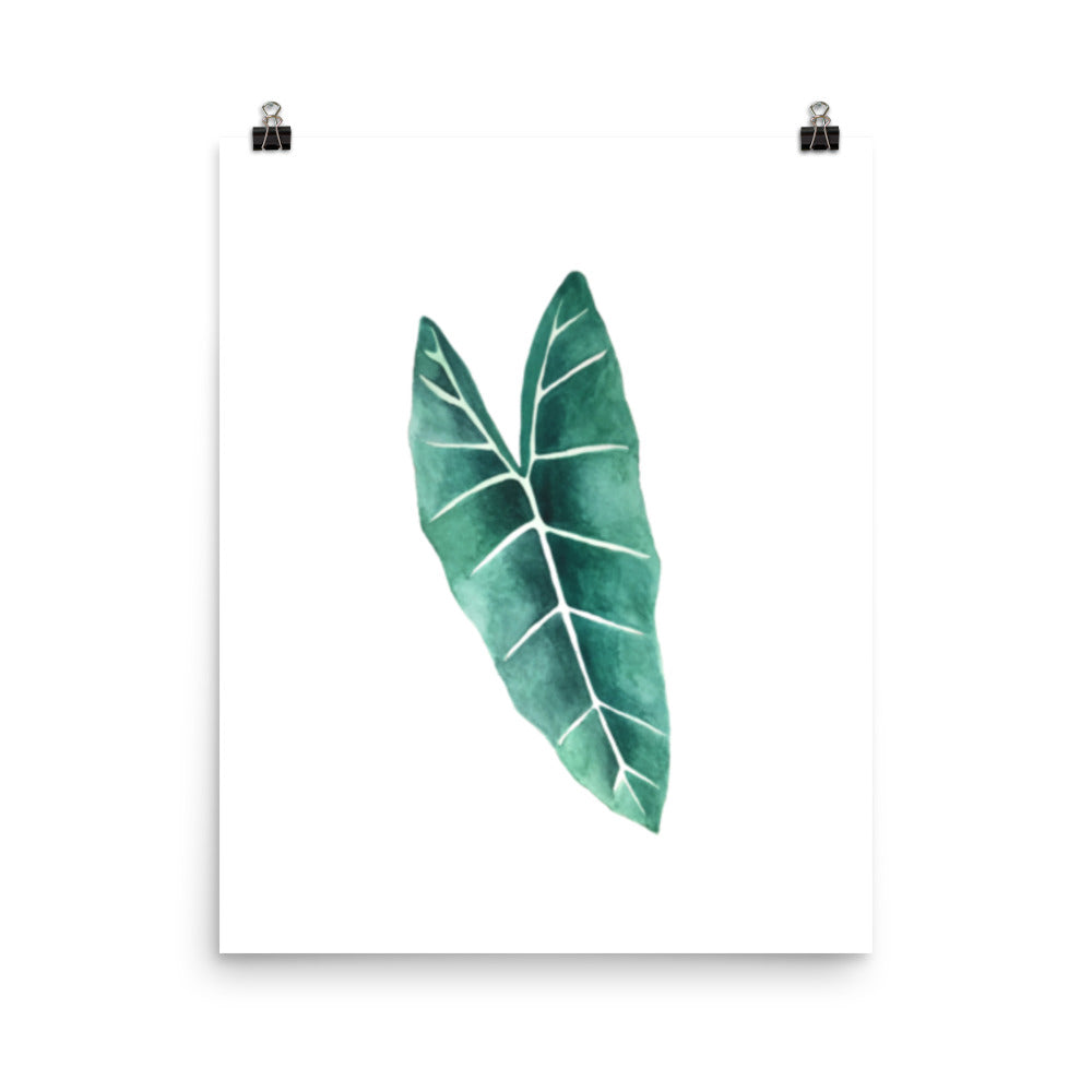 Alocasia Poster