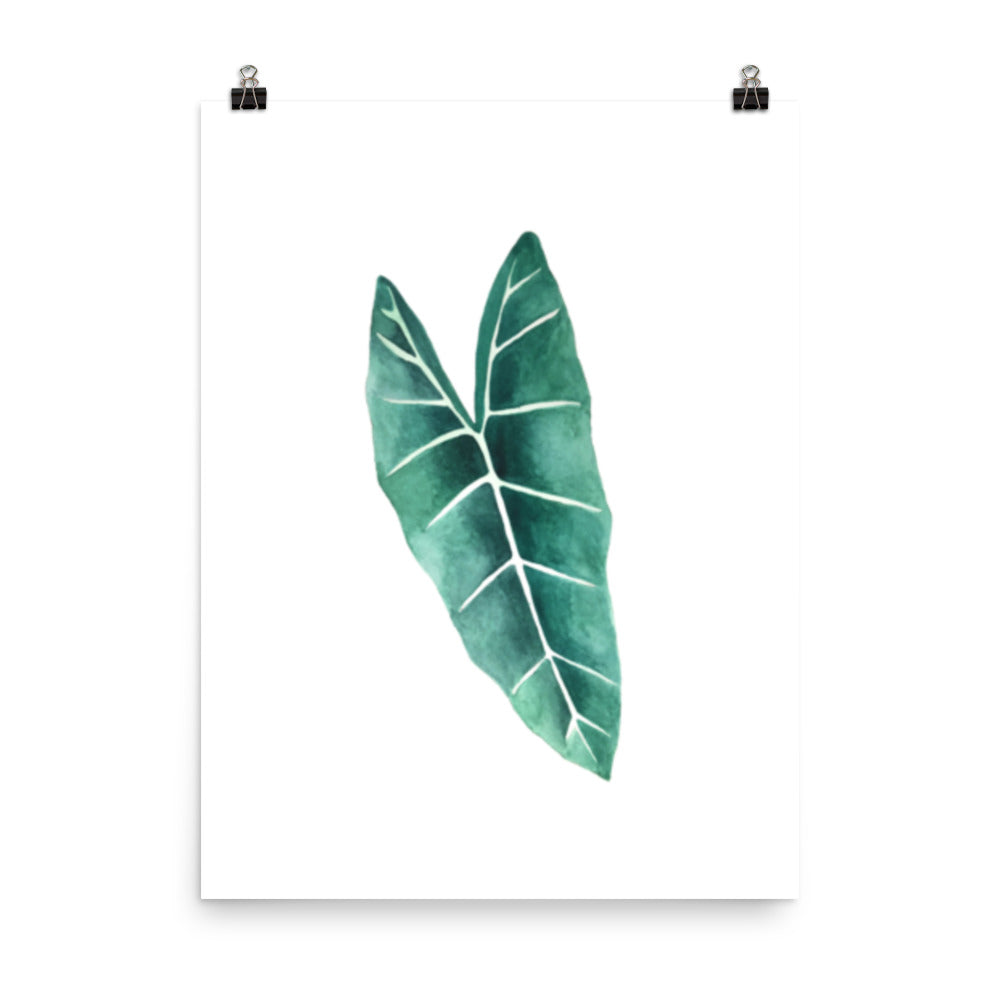 Alocasia Poster