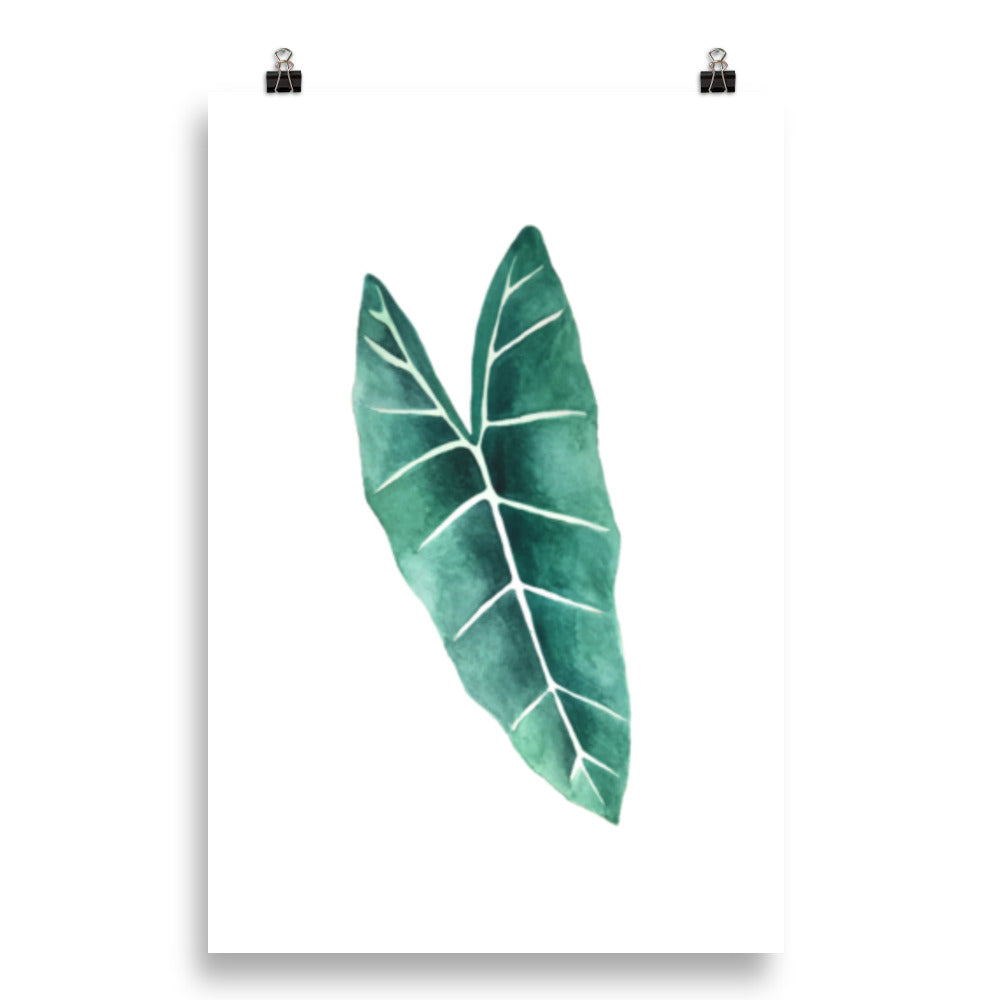 Alocasia Poster