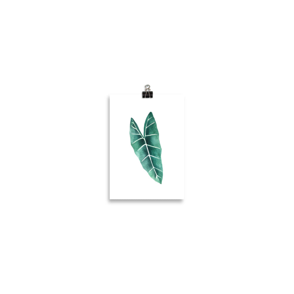 Alocasia Poster