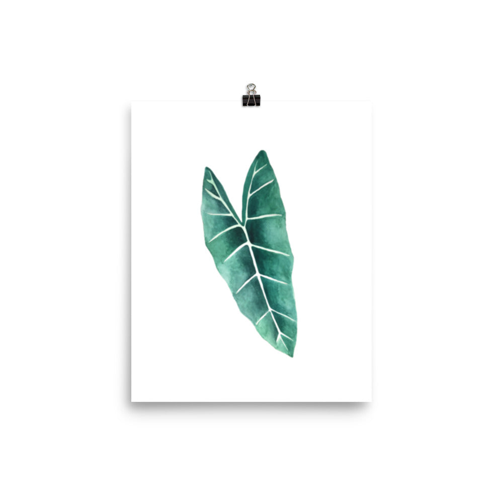 Alocasia Poster
