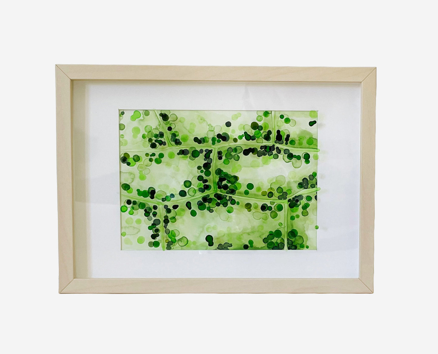 Elodea 2