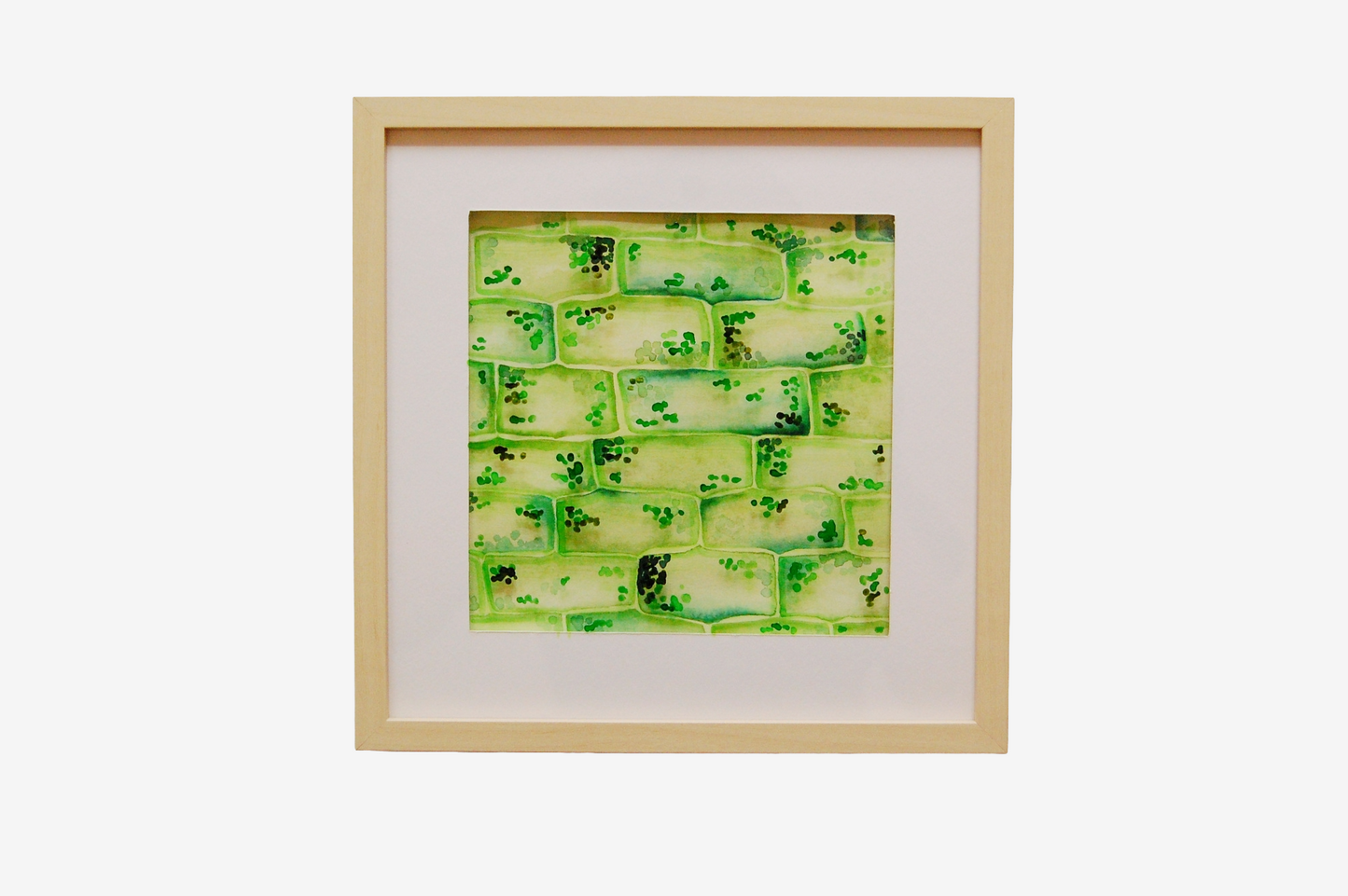 Elodea