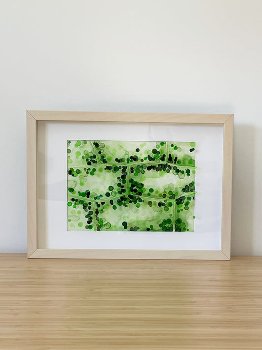 Elodea 2