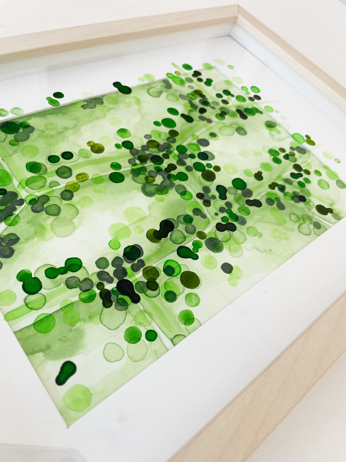 Elodea 2